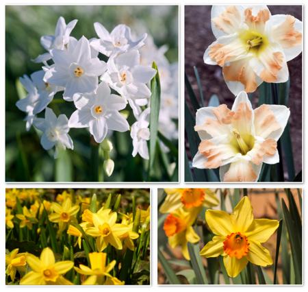 Narcissus flowers