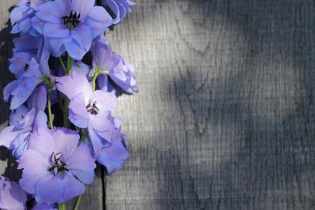 Larkspur on Wooden Planks