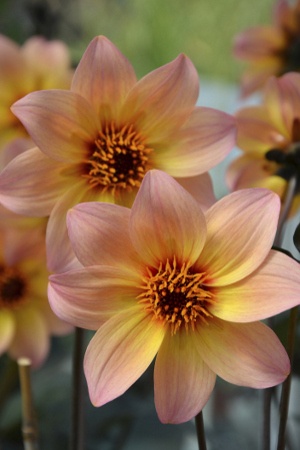 orange-pink dahlia