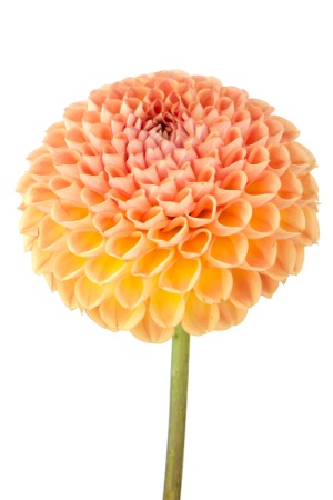 orange and yellow dahlia