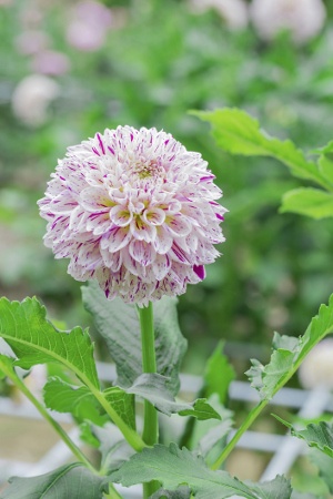 pink and white dahlia