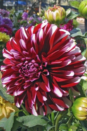 red and white dahlia