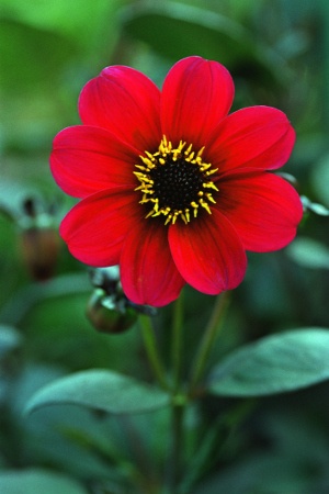 red dahlia