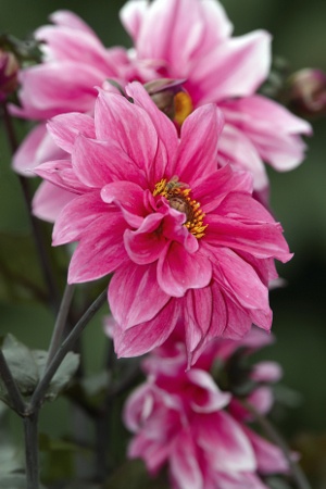 pink dahlia