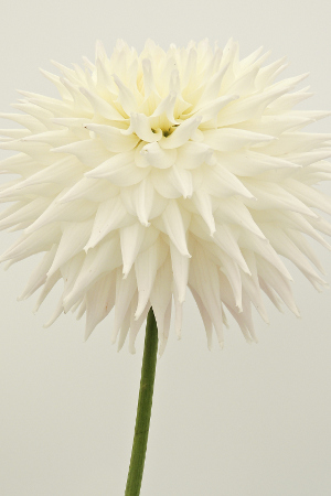 white dahlia