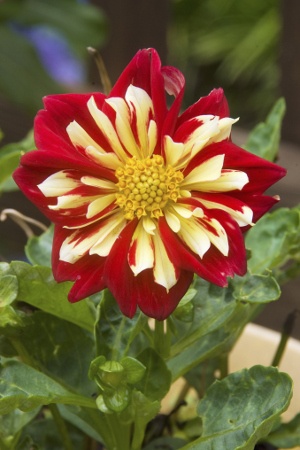 striped dahlia