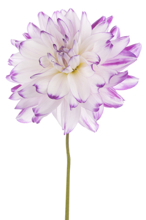 white magenta dahlia