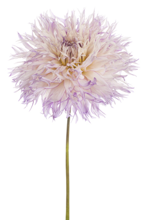 white purple dahlia