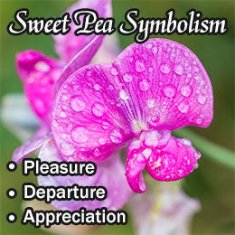 Sweet Pea flower symbolism