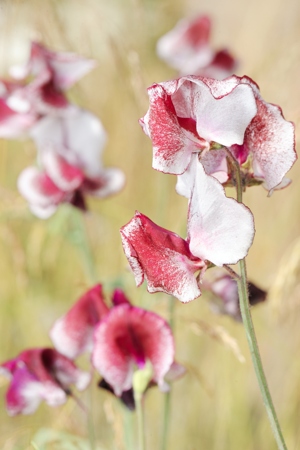 White and Red Sweet Pea