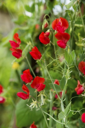 Red Sweet Pea