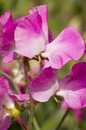 Pink Sweet Pea