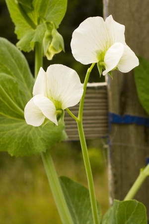 White Sweet Pea