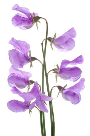 Purple Sweet Pea