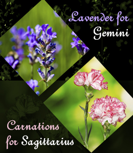 Flowers associated with zodiac signs