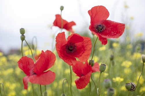 Poppy for Taurus