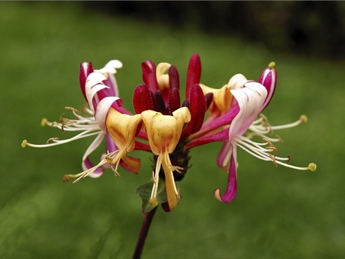 Honeysuckle for Aries