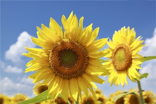 Sunflower for Leo