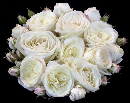 White rose for Cancer