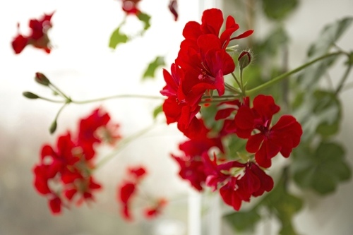 Geranium for Scorpio