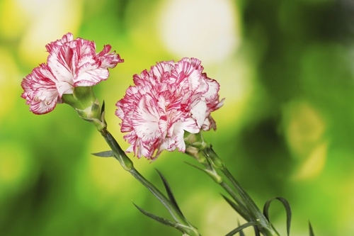 Carnation for Sagittarius