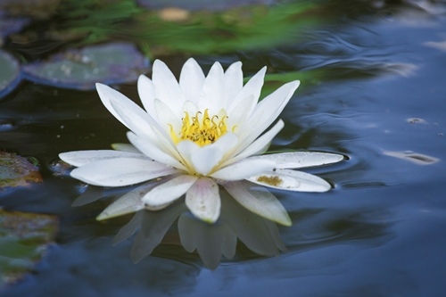 Water lily for Pisces