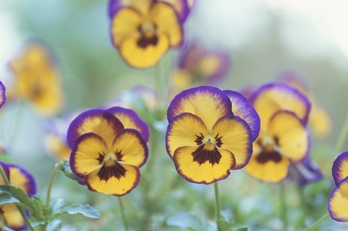 Pansy for Capricorn