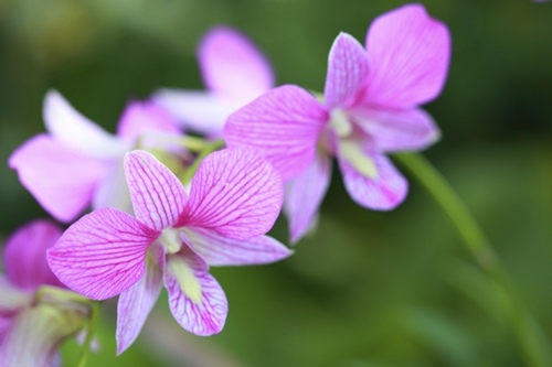 Orchid for Aquarius
