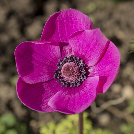 Pink Anemone Flower Meaning