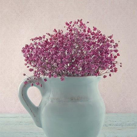 Baby's Breath Flower Meaning