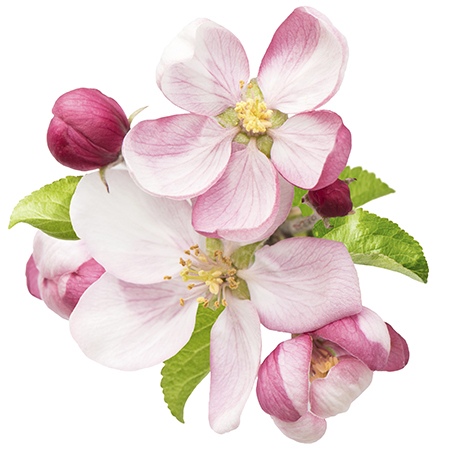 Apple Blossom Flower Meaning