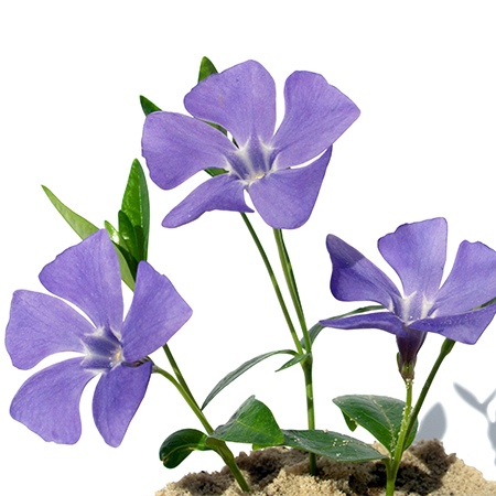 Blue Periwinkle Flower Meaning