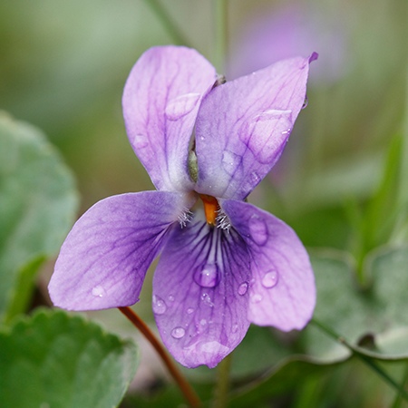 Woolly Blue Violet Flower Meaning