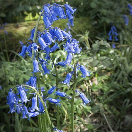 Bluebells Flower Meaning