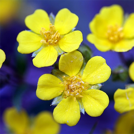 Buttercup Flower Meaning