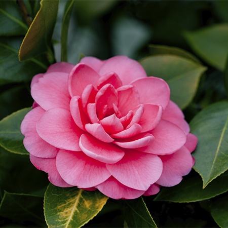 Camellia Flower Meaning