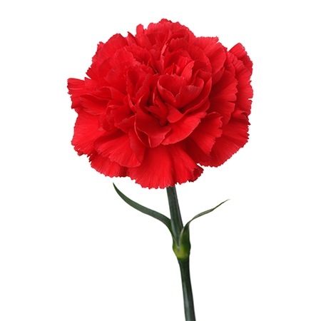 Red Carnation Flower Meaning