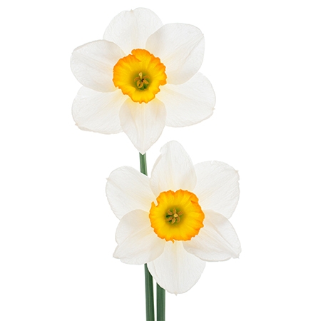 White Daffodil Flower Meaning
