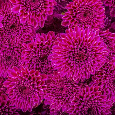 Chrysanthemum Flower Meaning