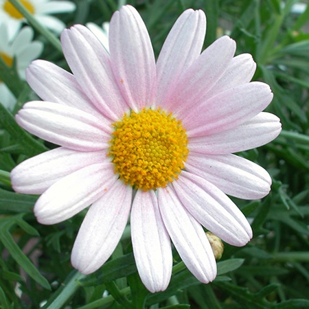 Daisy Flower Meaning