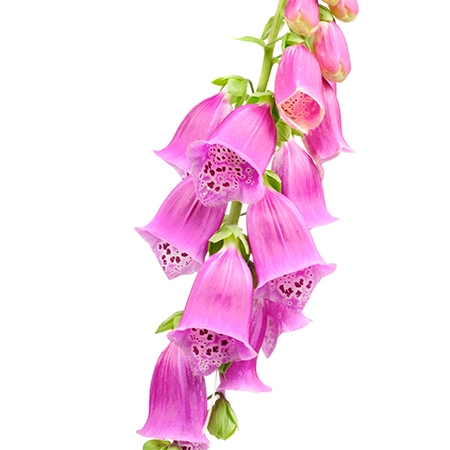 Purple Foxglove Flower Meaning