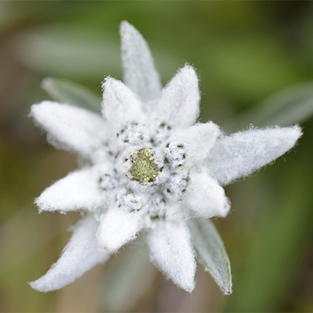 Edelweiss Flower Meaning