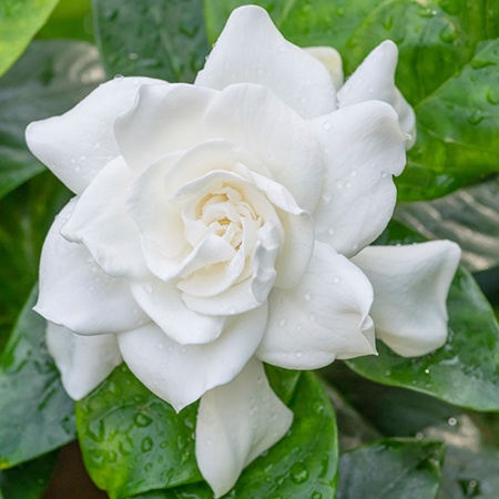 White Gardenia Flower Meaning
