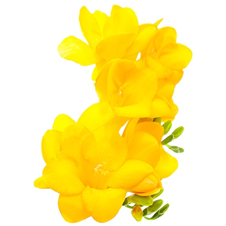 Yellow Freesia Flower Meaning