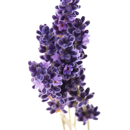 Fresh Lavender Flower Meaning