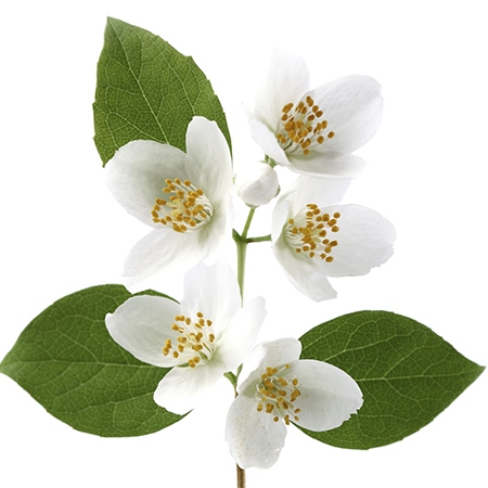 Jasmine Flower Meaning