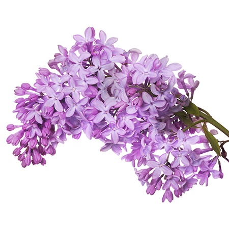 Lush Lilac Flower Meaning