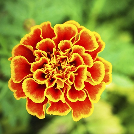 Yellow Marigold Flower Meaning