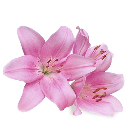 Pink Lily Flower Meaning