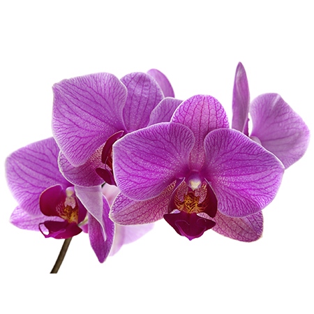Purple Orchid Flower Meaning